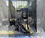 Small #3 Labrador Retriever Mix