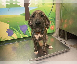 Labrador Retriever-Unknown Mix Dogs for adoption in Waco, TX, USA
