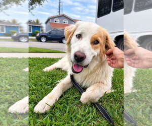 Osito and Cloud (Courtesy Post) - Male Labrador Retriever-Unknown Mix Dog for Adoption - Photo #3