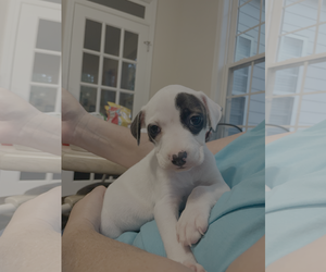 Raine - Autumn's baby - Female Mutt Dog for Adoption - Photo #2