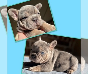 French Bulldog Puppy for sale in JONESBORO, AR, USA