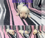 Puppy Blondie Labrador Retriever
