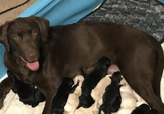 Mother of the Labrador Retriever puppies born on 02/12/2018