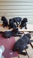 Cane Corso Puppy for sale in LONGVIEW, WA, USA