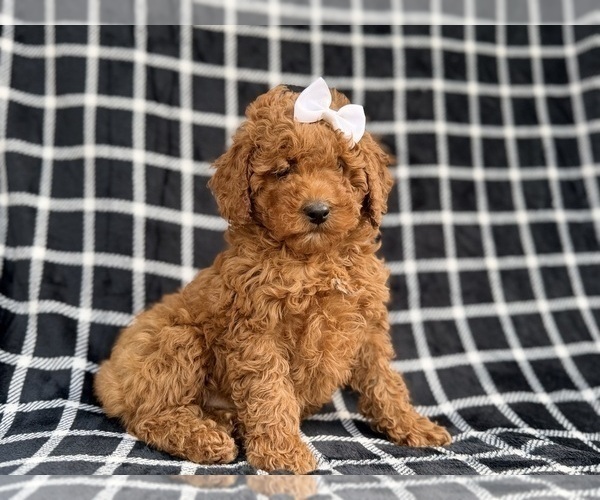 Medium Photo #4 Cock-A-Poo Puppy For Sale in LAKELAND, FL, USA