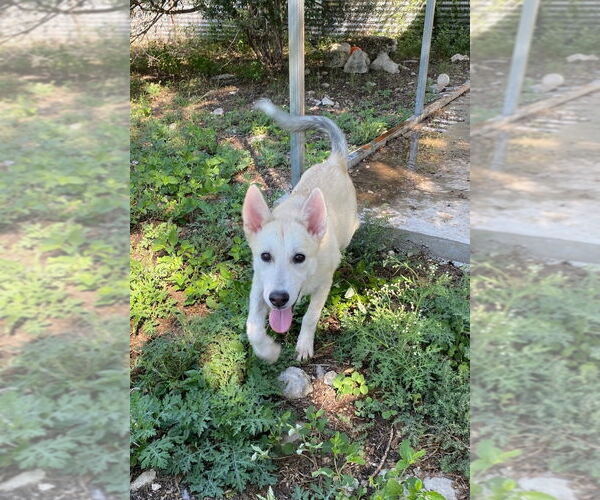 Medium Photo #1 German Shepherd Dog-Huskies  Mix Puppy For Sale in Oak Bluffs, MA, USA