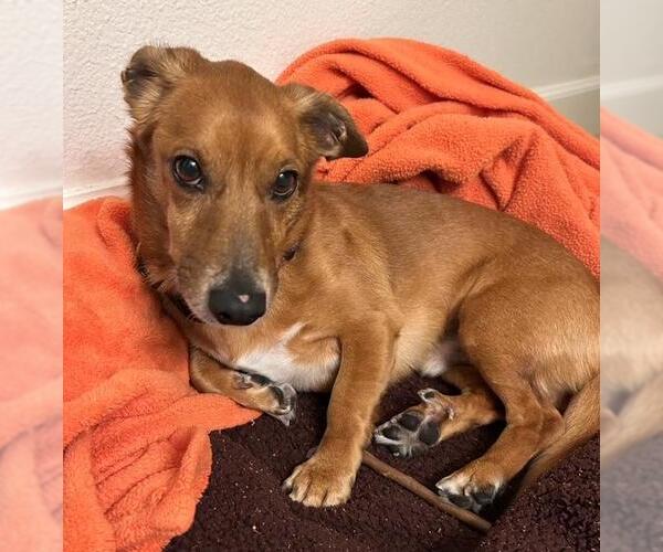 Medium Photo #2 Chiweenie Puppy For Sale in Los Angeles, CA, USA