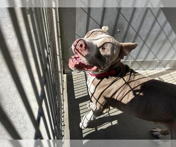 Medium Photo #1 Staffordshire Bull Terrier Puppy For Sale in Camarillo, CA, USA