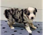 Small Photo #25 Miniature Australian Shepherd Puppy For Sale in SALISBURY, NC, USA