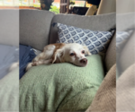 Small Photo #3 Cockerhuahua Puppy For Sale in San Diego, CA, USA