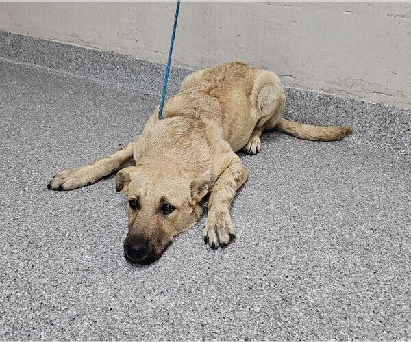 Medium Photo #1 Mutt Puppy For Sale in Pasadena, TX, USA