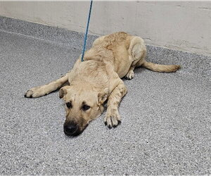 Mutt Dogs for adoption in Pasadena, TX, USA