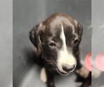Small Labrador Retriever