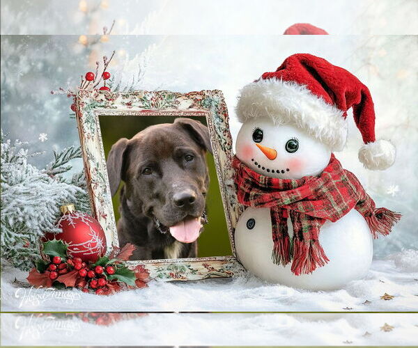 Medium Photo #7 Labrador Retriever-Unknown Mix Puppy For Sale in Tampa, FL, USA