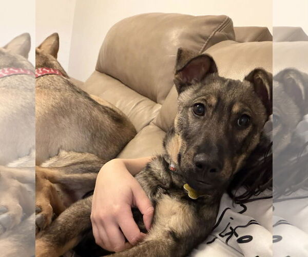 Medium Photo #8 Mutt Puppy For Sale in Sandy, UT, USA