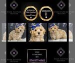 Puppy Enzo F1 Maltipoo