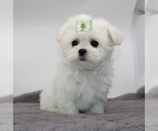 Medium Photo #4 Maltese Puppy For Sale in LOS ANGELES, CA, USA