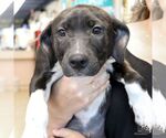 Small #3 German Shorthaired Lab