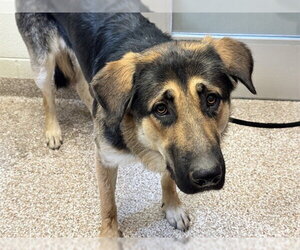 German Shepherd Dog-Great Pyrenees Mix Dogs for adoption in Pueblo, CO, USA