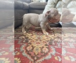 Small #10 American Bulldog
