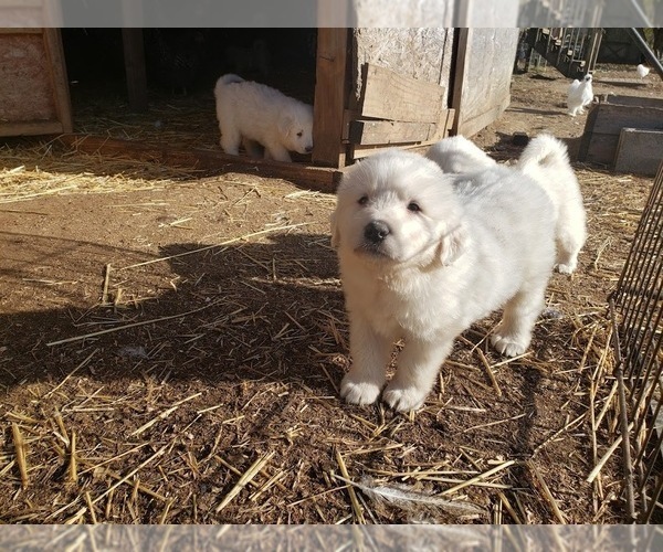 Medium Photo #20 Great Pyrenees Puppy For Sale in SHELBYVILLE, TN, USA