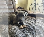 Small Photo #21 American Pit Bull Terrier Puppy For Sale in TACOMA, WA, USA