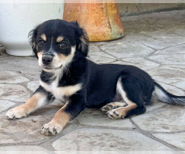 Medium Photo #3 Chihuahua-Colonial Cocker Spaniel Mix Puppy For Sale in Corona, CA, USA
