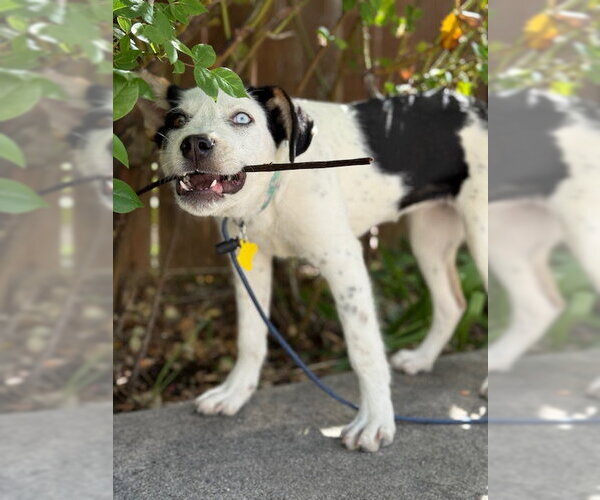 Medium Photo #8 Mutt Puppy For Sale in Sandy, UT, USA