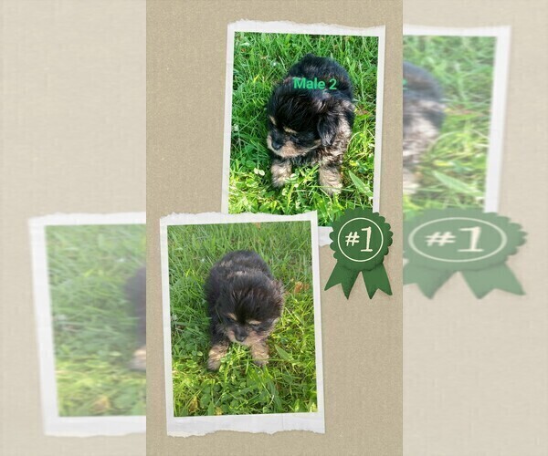 Medium Photo #2 Malchi Puppy For Sale in WOBURN, MA, USA
