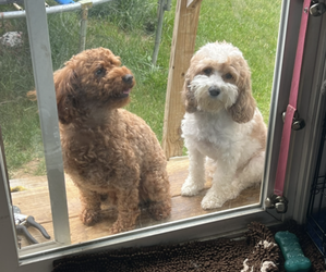 Father of the Cavapoo (Standard) puppies born on 06/24/2026