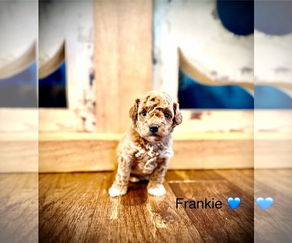 Medium Photo #1 Goldendoodle mix (+ Poodle Toy) Puppy For Sale in SAINT JAMES, MO, USA