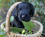 Small #4 Black Russian Terrier