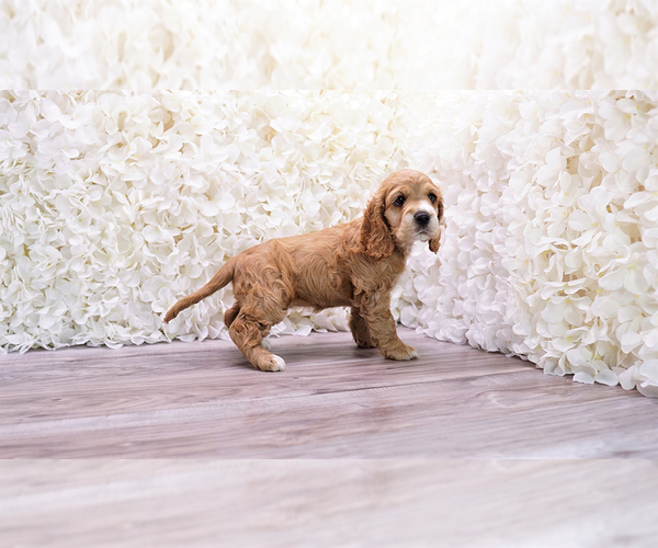 Medium Photo #1 Cocker Spaniel Puppy For Sale in FULLERTON, CA, USA