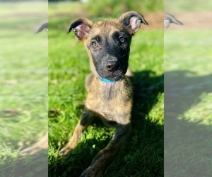 Belgian Malinois-Dutch Shepherd Dog Mix Puppy for Sale in MONCLOVA, Ohio USA