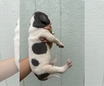 Small Photo #58 Great Dane Puppy For Sale in HALLETTSVILLE, TX, USA