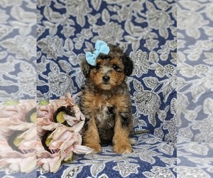 Cavapoo Puppy for sale in COCHRANVILLE, PA, USA