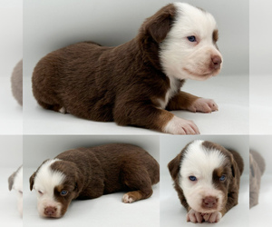 Miniature Australian Shepherd Puppy for sale in BROOKER, FL, USA