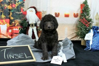Labradoodle Puppy for sale in KINGSDALE, PA, USA