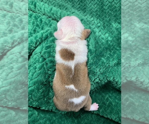 Medium Photo #35 Boston Terrier Puppy For Sale in TULARE, CA, USA