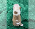 Small Photo #35 Boston Terrier Puppy For Sale in TULARE, CA, USA