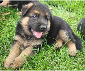 German Shepherd Dog Litter for sale in LONGMONT, CO, USA