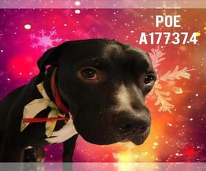 Mutt Dogs for adoption in Tulsa, OK, USA