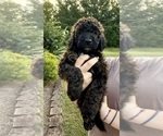 Small Photo #75 Bernedoodle Puppy For Sale in MOULTON, AL, USA