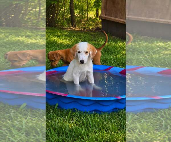 Medium Photo #2 Pyrenees Border Collie Puppy For Sale in Oakhurst, NJ, USA