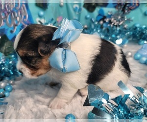 Yorkshire Terrier Puppy for sale in HARKER HEIGHTS, TX, USA