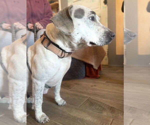 Medium Photo #8 Mutt Puppy For Sale in Rockaway, NJ, USA