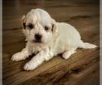 Small Photo #11 ShihPoo Puppy For Sale in ANDERSON, SC, USA