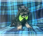 Small #5 Schnauzer (Miniature)