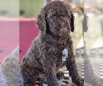 Puppy Puppy 5 Poodle (Standard)