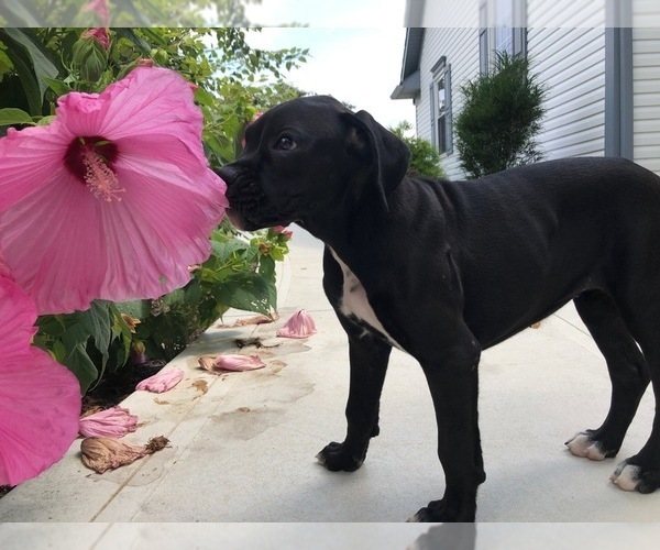 Medium Photo #5 Boxer Puppy For Sale in MILLERSBURG, OH, USA